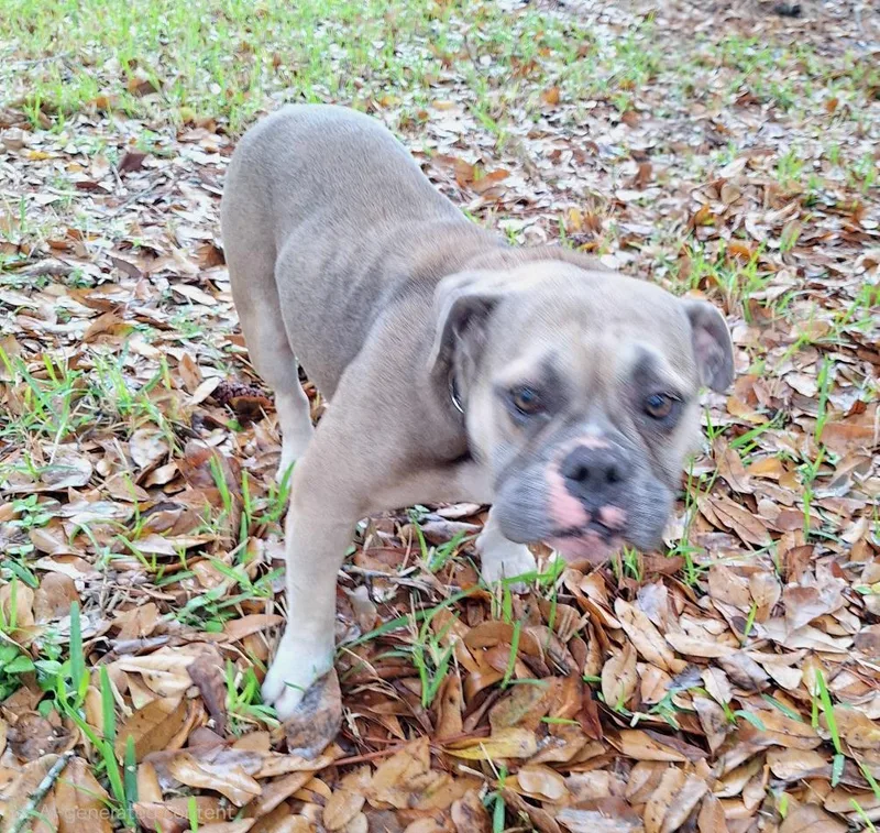 Muffintop Wvt thumbnail 6