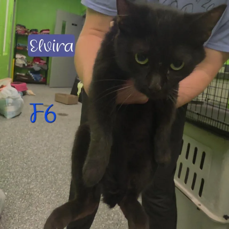 An adult medium-sized female Black Domestic Short Hair cat named Elvira for adoption in Parkersburg, WV