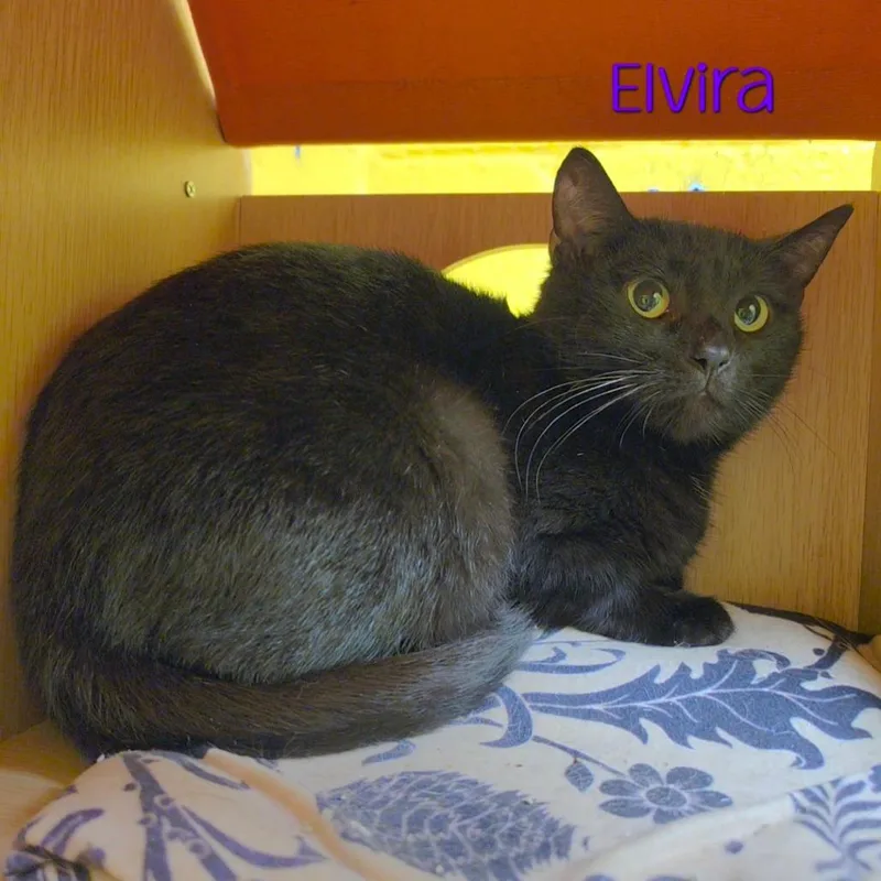 Elvira thumbnail 2