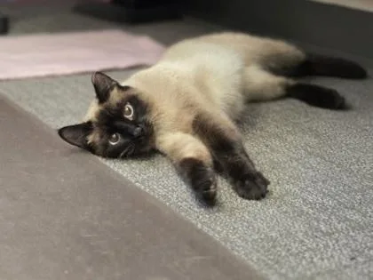 An adult small-sized female Siamese cat named Vervet for adoption in Woodbury, MN