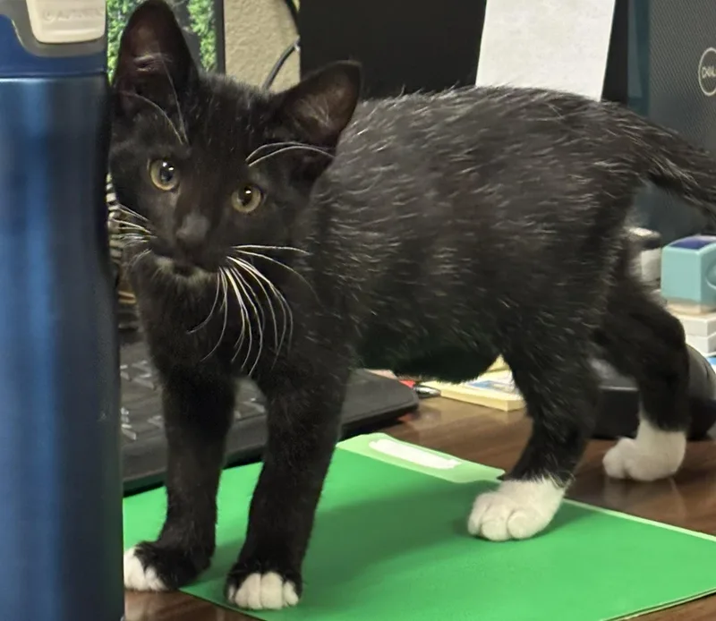 A baby small-sized female Black & White / Tuxedo Domestic Short Hair cat named Houdini for adoption in Orange, CA