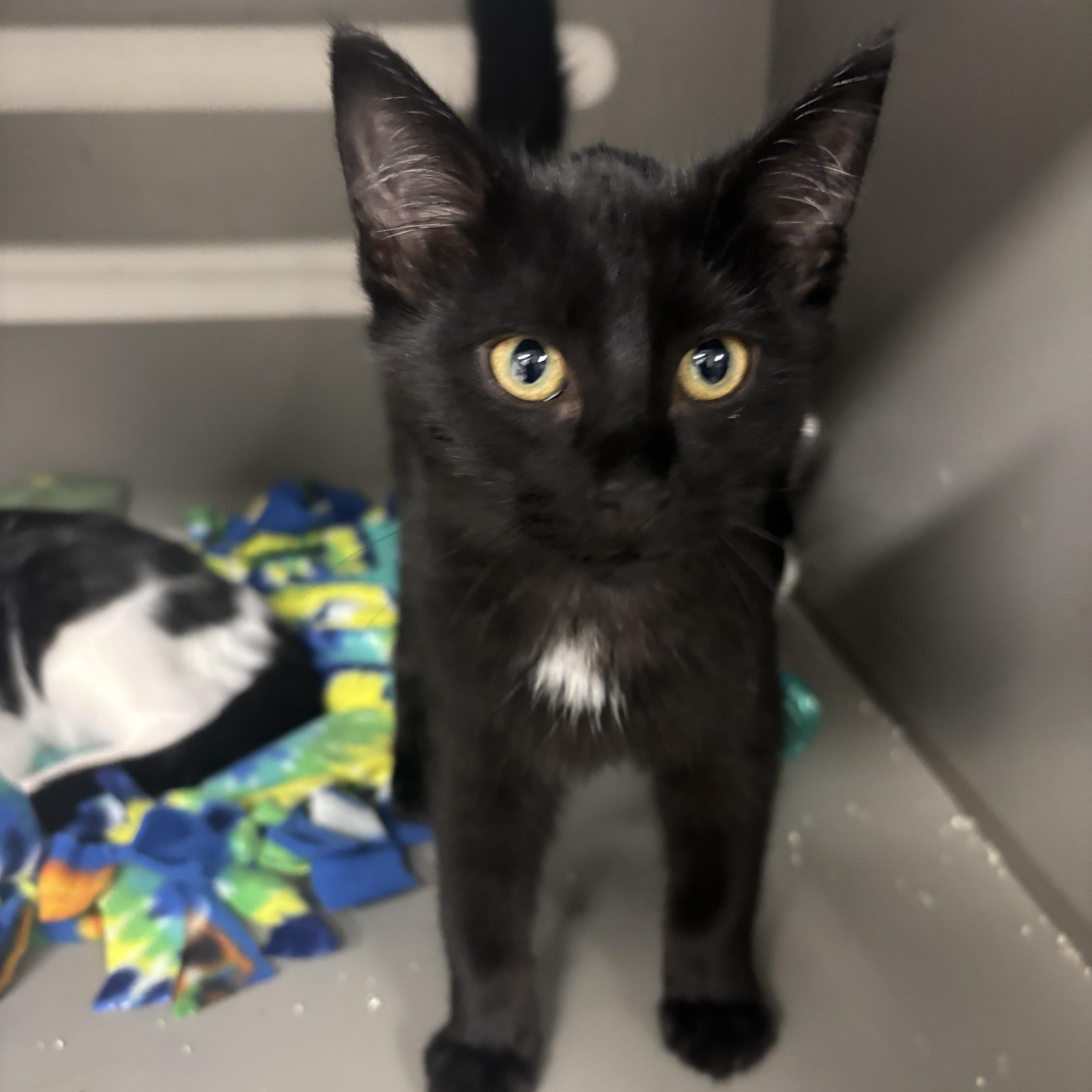 A baby medium-sized male Black Domestic Short Hair cat named Jaguar for adoption in Renton, WA