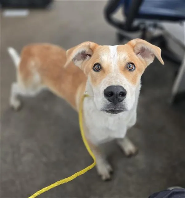 A young medium-sized male Mixed Breed dog named Cheddar for adoption in Dallas, TX