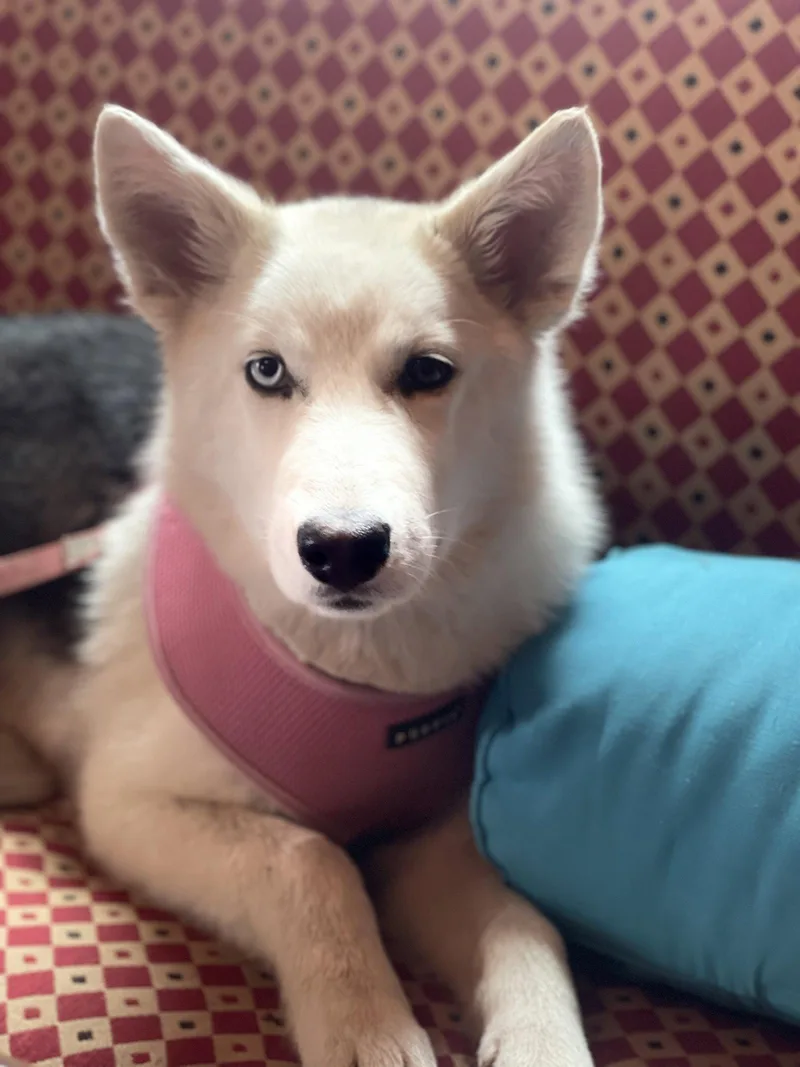 A young medium-sized female Siberian Husky dog named Meesha Lonestar for adoption in Rockaway, NJ