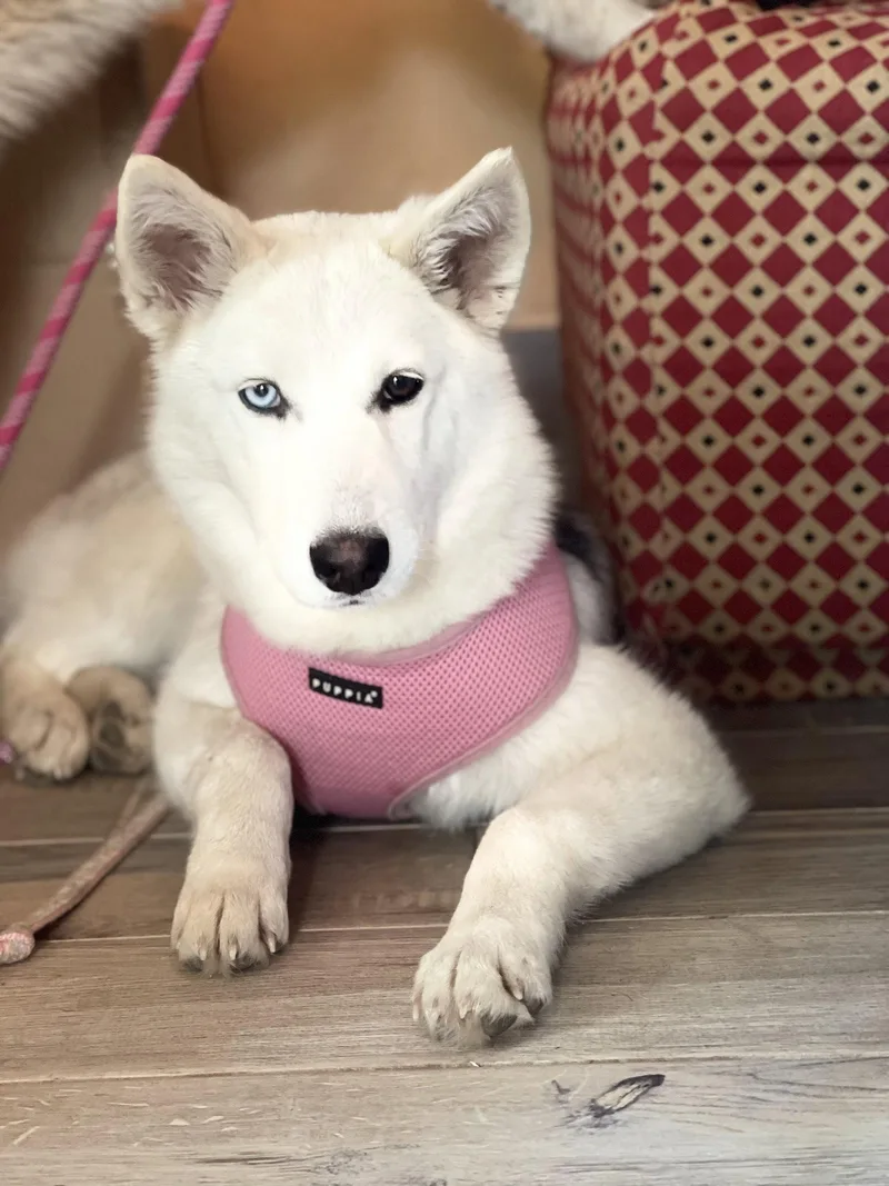 Meesha Lonestar thumbnail 2