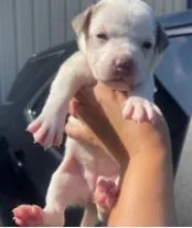 A baby medium-sized female Mixed Breed dog named Bleach for adoption in West Chester, PA