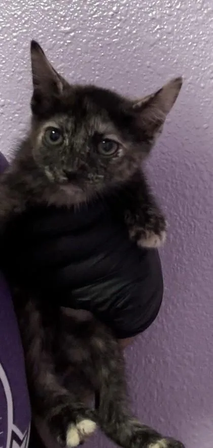A baby small-sized female Black Domestic Short Hair cat named Rylee for adoption in El Paso, TX