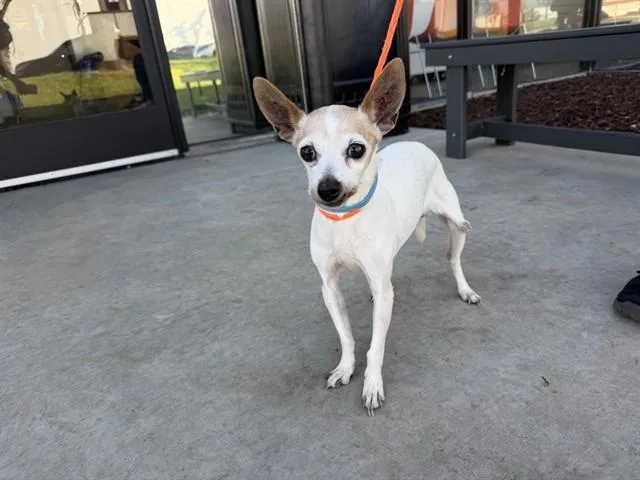 A senior small-sized female Chihuahua dog named Bonnie for adoption in Ontario, CA