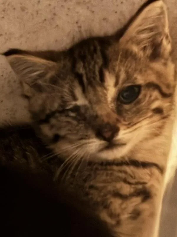 Jazz  Bonded W thumbnail 2