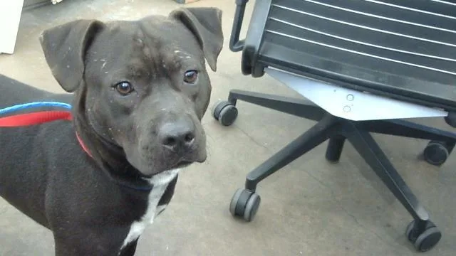 A young large-sized male Mixed Breed dog named Federico for adoption in Dallas, TX