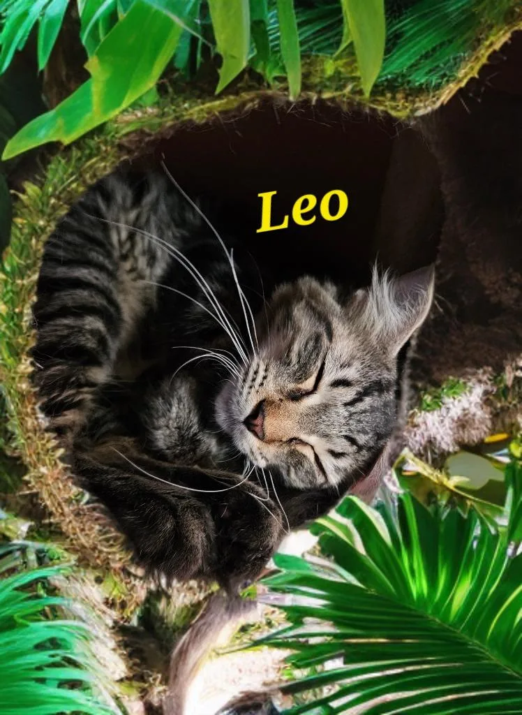 Leo