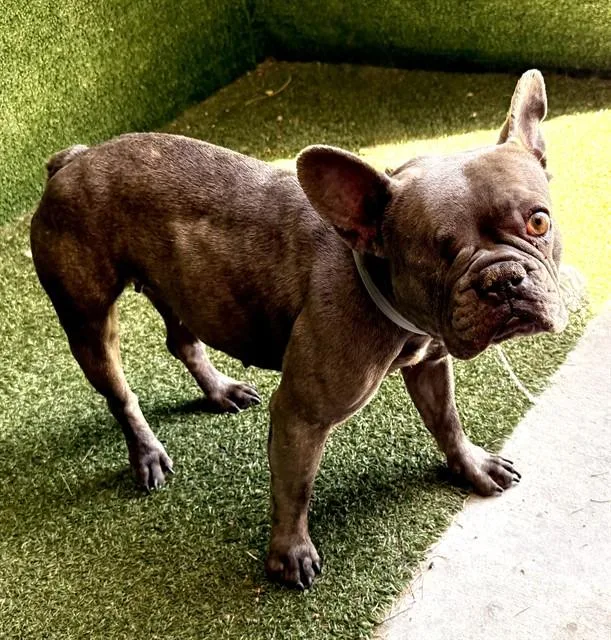 An adult small-sized female French Bulldog dog named Rosie for adoption in Lancaster, CA