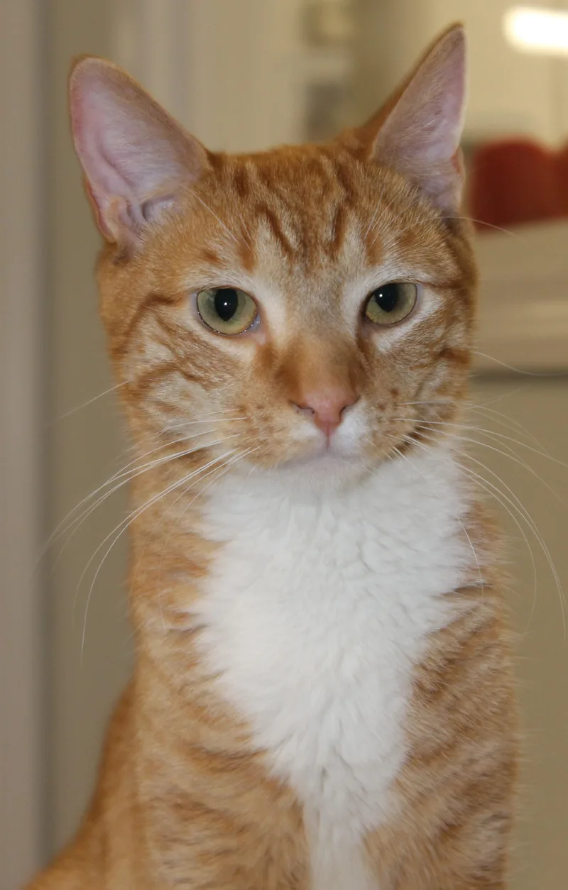 Simba thumbnail 2