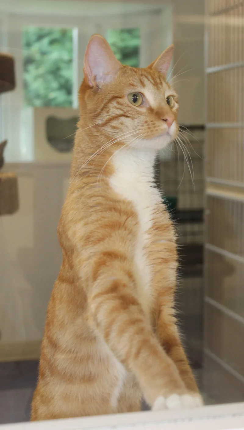 Simba thumbnail 3