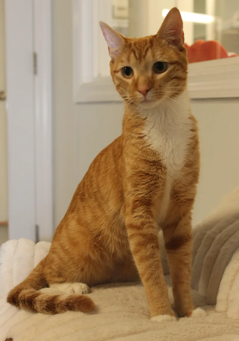 Simba thumbnail 4