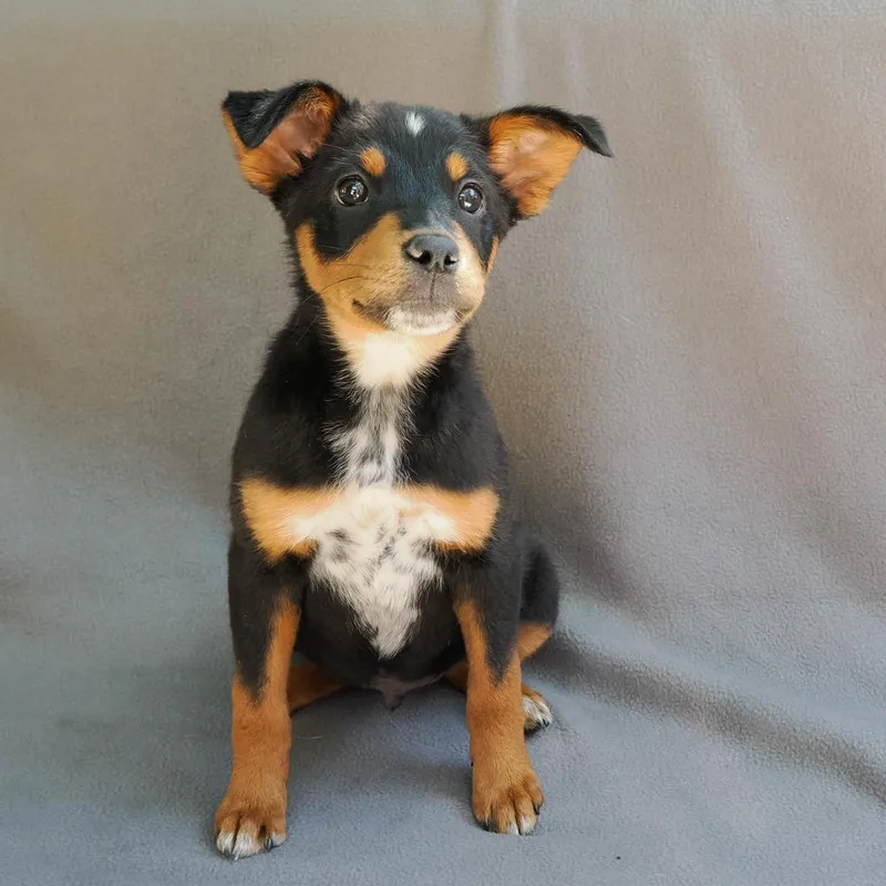 Bishop thumbnail 4