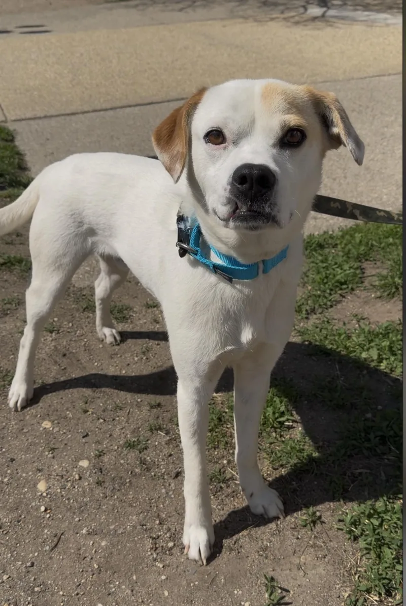 An adult medium-sized male White / Cream Mixed Breed dog named Perry for adoption in Wantagh, NY