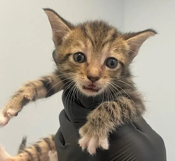 A baby small-sized male Domestic Short Hair cat named Egg Tart for adoption in San Diego, CA