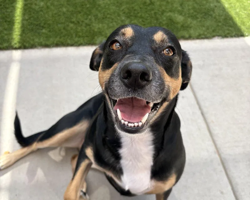 A young medium-sized female Black Mixed Breed dog named Pepper for adoption in Raleigh, NC