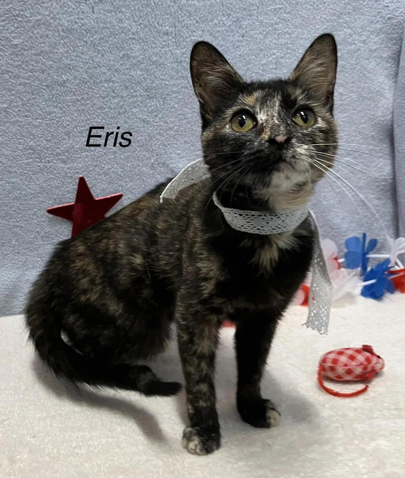 A baby medium-sized female Tortoiseshell cat named Eris for adoption in Dublin, OH