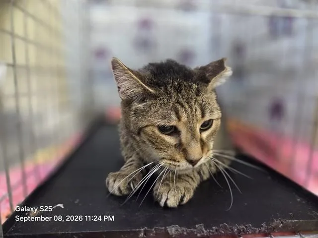 An adult small-sized male Domestic Short Hair cat named Samson for adoption in Orlando, FL