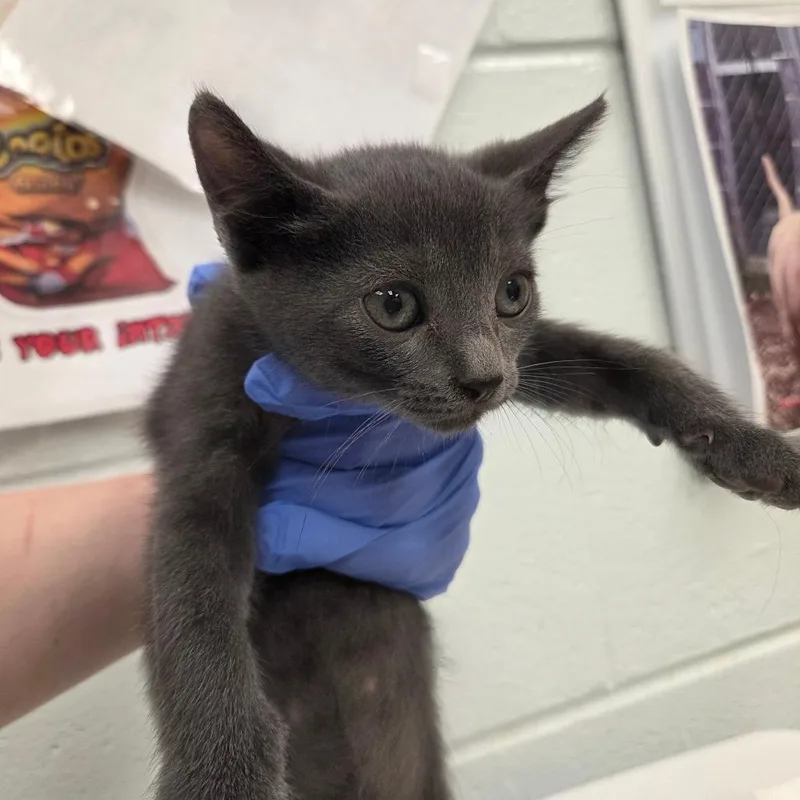 A baby small-sized male Gray / Blue / Silver Domestic Short Hair cat named Cooties for adoption in Chattanooga, TN