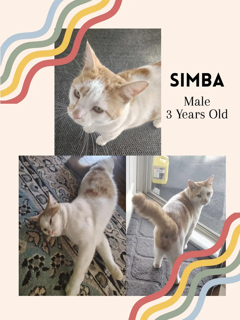 An adult medium-sized male Orange & White Domestic Short Hair cat named Simba for adoption in Fort Payne, AL