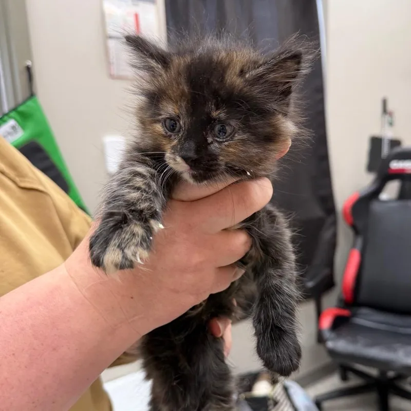 A baby small-sized female Black Domestic Short Hair cat named Cymbalta for adoption in Detroit Lakes, MN