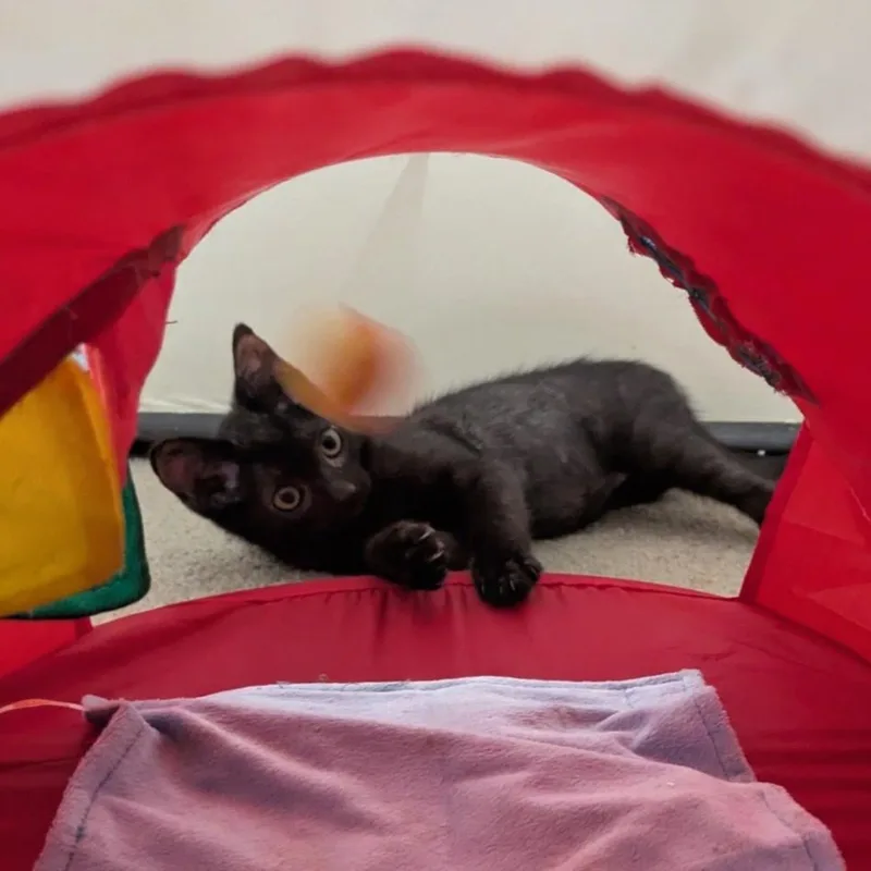 A baby small-sized male Domestic Short Hair cat named Billy for adoption in Burbank, CA