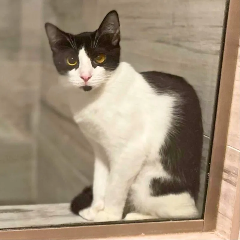 A young small-sized female Black & White / Tuxedo Domestic Short Hair cat named Dunkin' for adoption in Torrance, CA