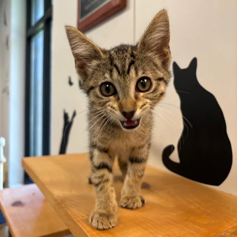 A baby small-sized female Brown / Chocolate Domestic Short Hair cat named Adler for adoption in Naperville, IL
