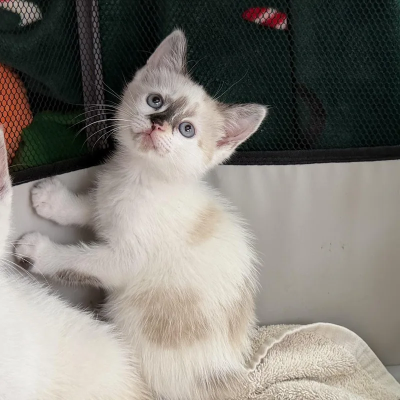 A baby medium-sized female Seal Point Domestic Short Hair cat named Papaya for adoption in jacksonville, FL
