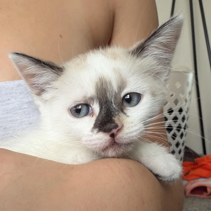 Papaya thumbnail 3