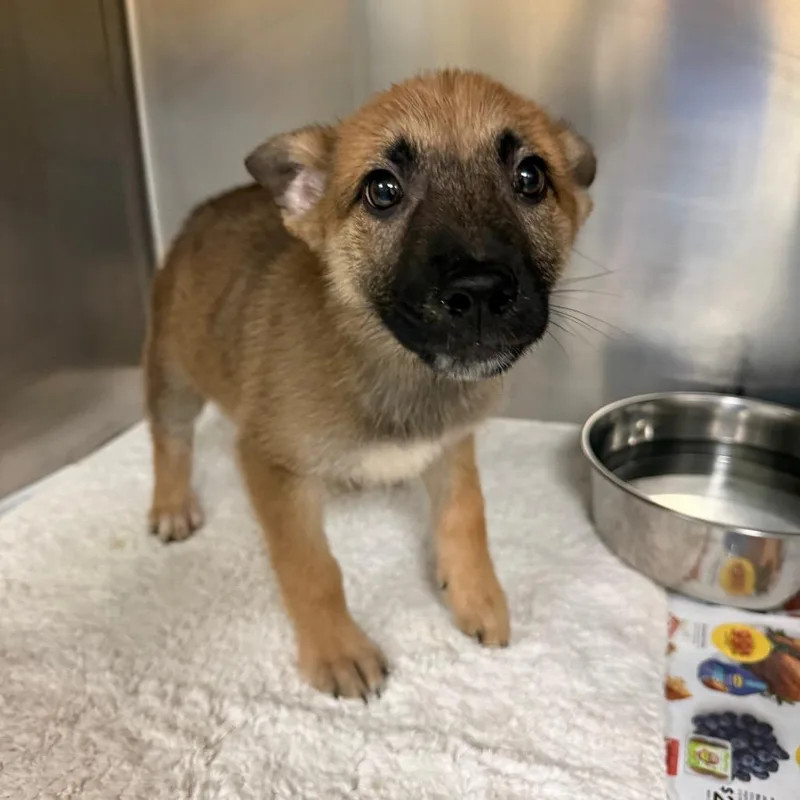 A young medium-sized female Yellow / Tan / Blond / Fawn Mixed Breed dog named Millie for adoption in Memphis, TN