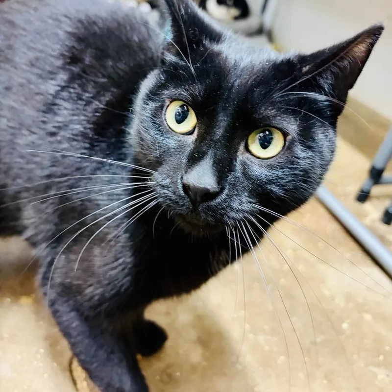 An adult small-sized male Black Domestic Short Hair cat named Toothless for adoption in Greensburg, PA