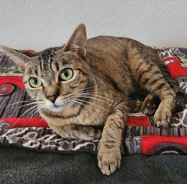 An adult medium-sized female Abyssinian cat named Opal for adoption in Antioch, CA