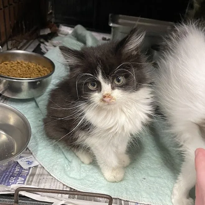 A baby small-sized female Black Domestic Long Hair cat named Bobble in Parsonsburg for adoption in Alexandria, VA