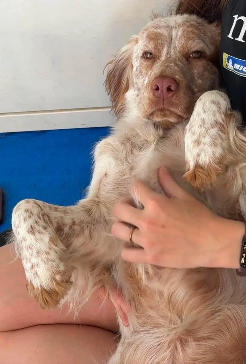 A young medium-sized female English Setter dog named Nellie for adoption in East China, MI