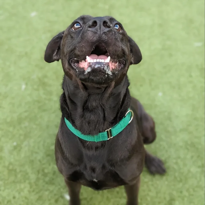 A senior medium-sized male Black Cane Corso dog named Flinn for adoption in Greensboro, NC