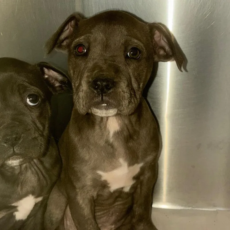 A baby small-sized female Mixed Breed dog named Tamara for adoption in Corbin, KY