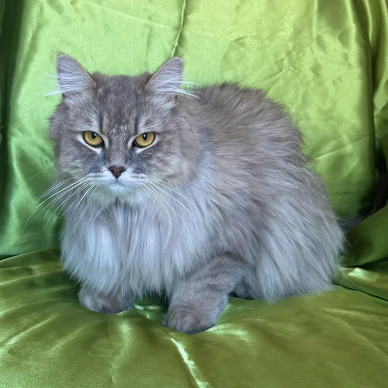 An adult medium-sized male Domestic Long Hair cat named Tom for adoption in Rowland Heights, CA