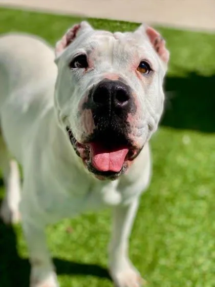 An adult large-sized female Mixed Breed dog named Elain for adoption in Munster, IN