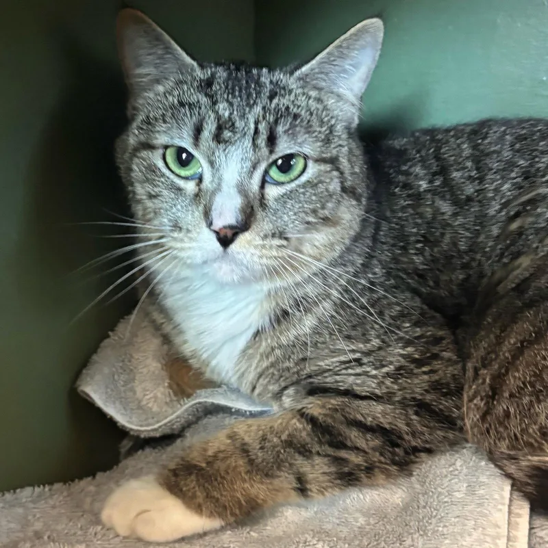An adult medium-sized female Domestic Short Hair cat named Bullseye for adoption in Burlingame, CA