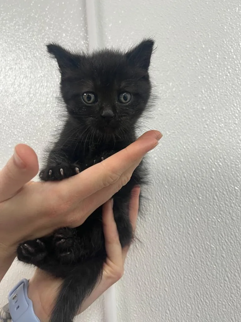 A baby medium-sized male Domestic Short Hair cat named Plankton for adoption in Minot, ND