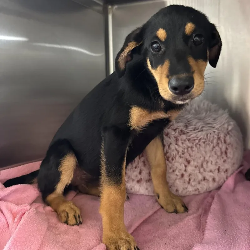 A baby small-sized female Black Labrador Retriever dog named Wave Pool for adoption in Beaumont, TX
