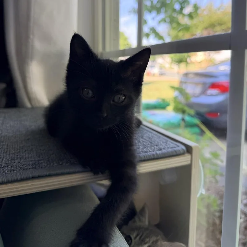 A baby small-sized female Black Domestic Short Hair cat named Chili for adoption in Mebane, NC