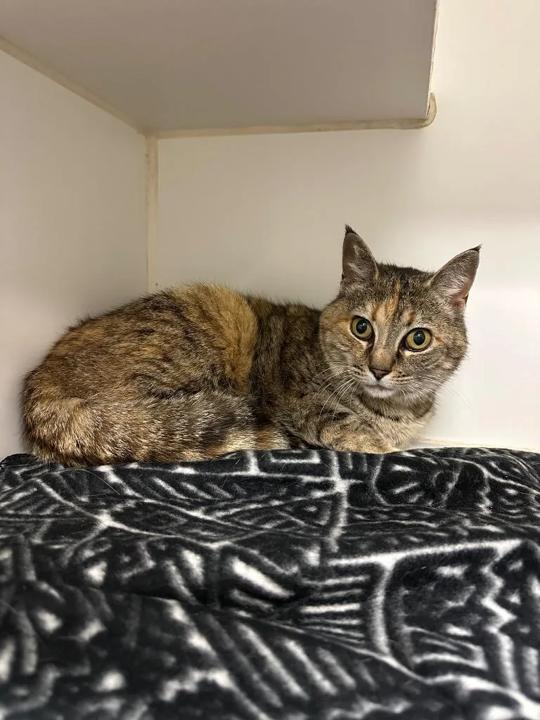 A young medium-sized female Domestic Short Hair cat named Adora for adoption in Johnson City, TN