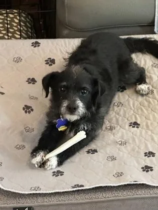 An adult small-sized female Terrier dog named Boba for adoption in Fort Worth, TX