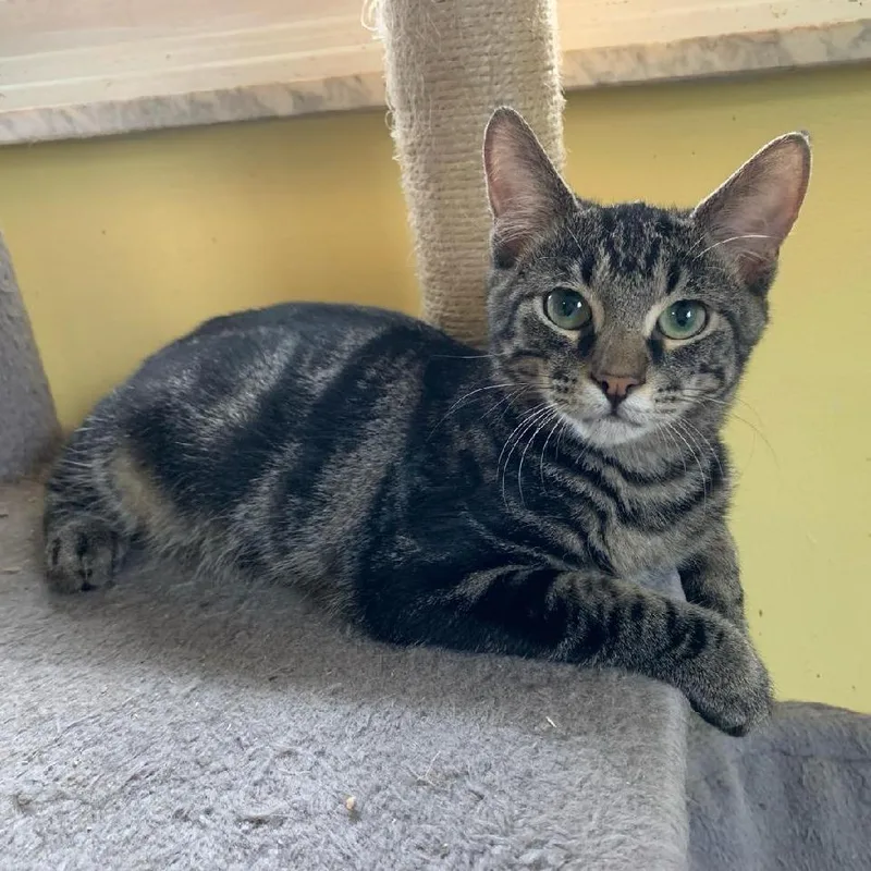 A baby small-sized male Brown / Chocolate Domestic Short Hair cat named Gibson for adoption in Greensburg, PA