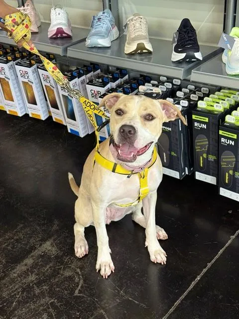 A young medium-sized female Pit Bull Terrier dog named Happy for adoption in Sugar Land, TX